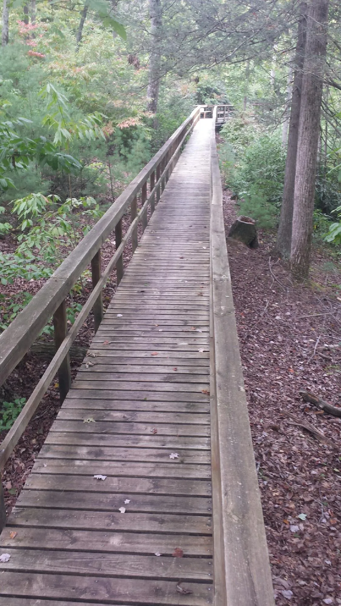 Long wood walkway with handrails built through the woods in Pulteney